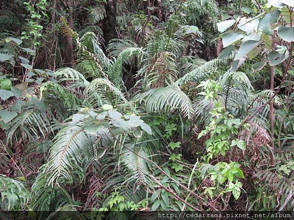 烏毛蕨Blechnum orientale L.