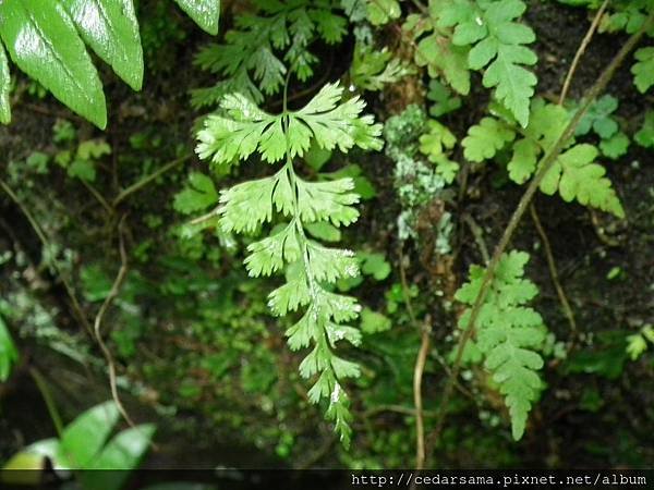 Lindsaea chienii Ching 闊片鱗始蕨