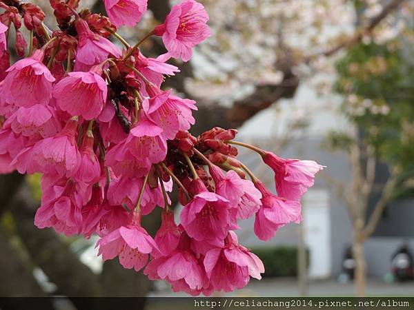 IMG_7398.JPG