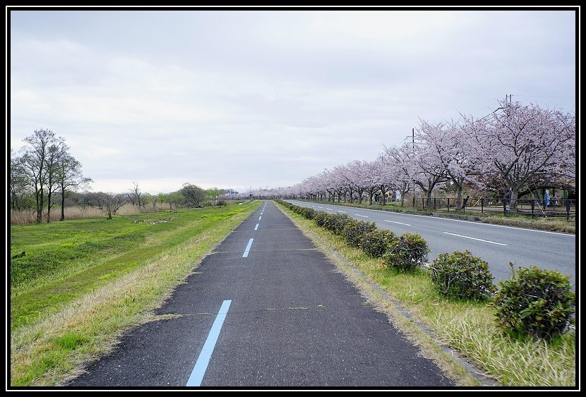 [2023琵琶湖賞櫻_D2] 單車環湖第一天。長濱城。海津大