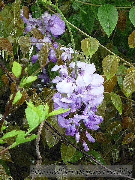 紫藤花開