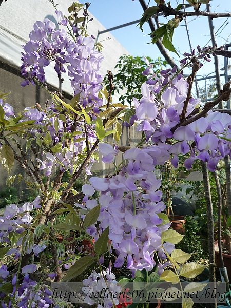 台北花卉村紫藤季