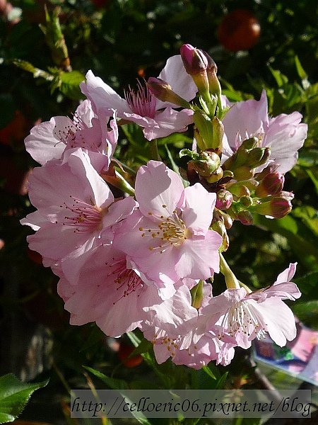 台北花卉村紫藤季