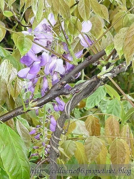 紫藤花開