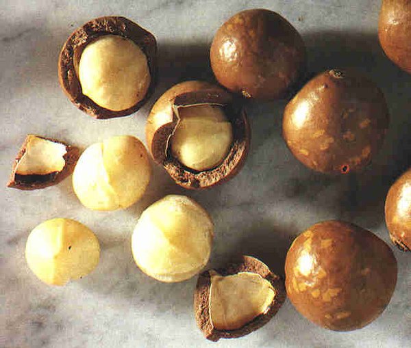 macadamia