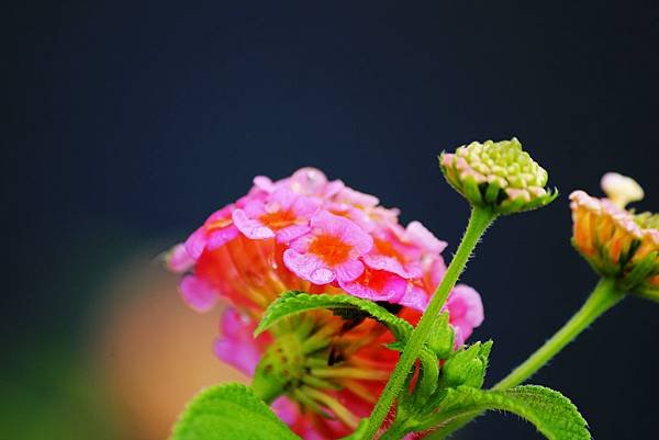 IMG_1506.jpg