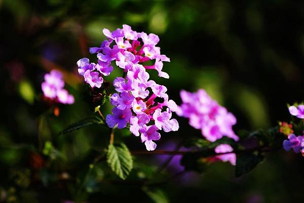 IMG_5680.jpg