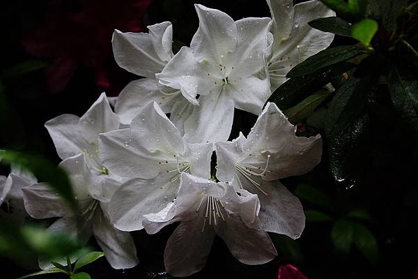 nEO_IMG_IMG_3943.jpg