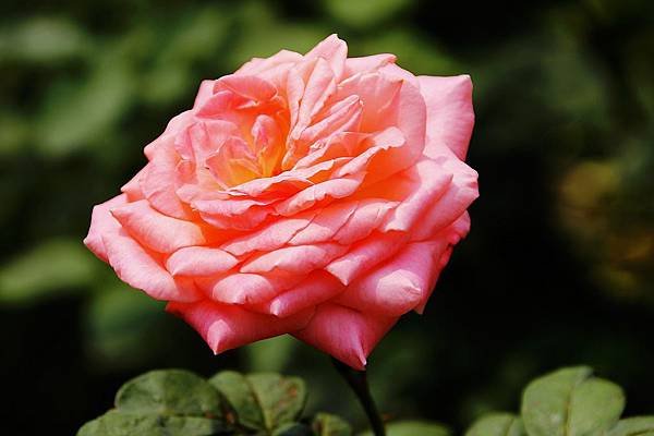 nEO_IMG_IMG_5075.jpg