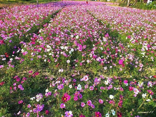 美濃花海