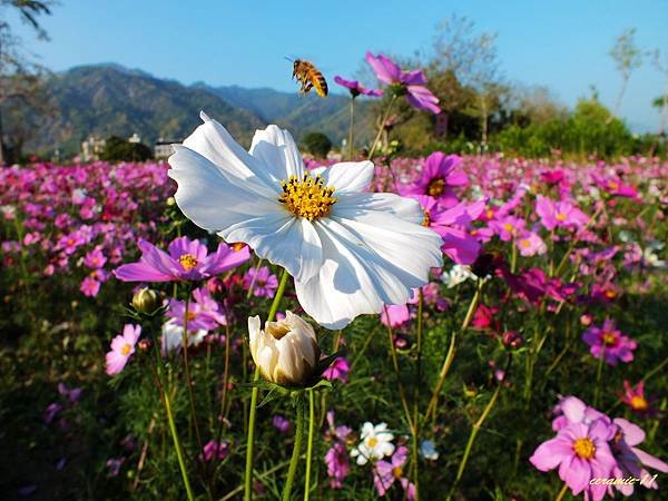 美濃花海