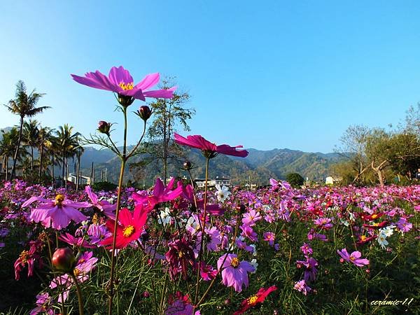 美濃花海