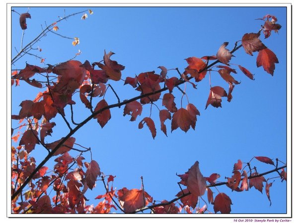 Stanyle Park-autum.jpg