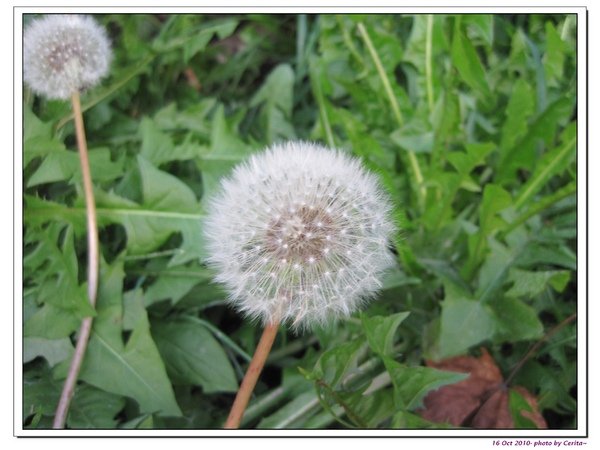 Dandelion