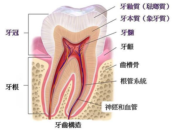 牙齒構造.jpg