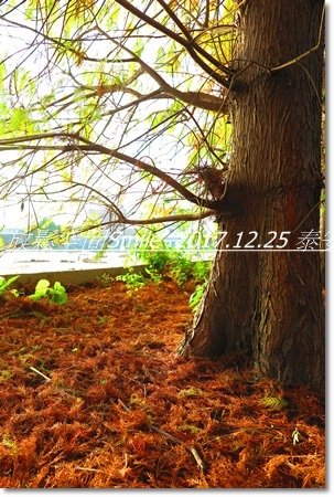IMG_9474.JPG