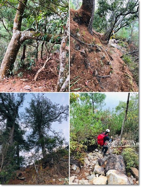 阿冷山-75.jpg