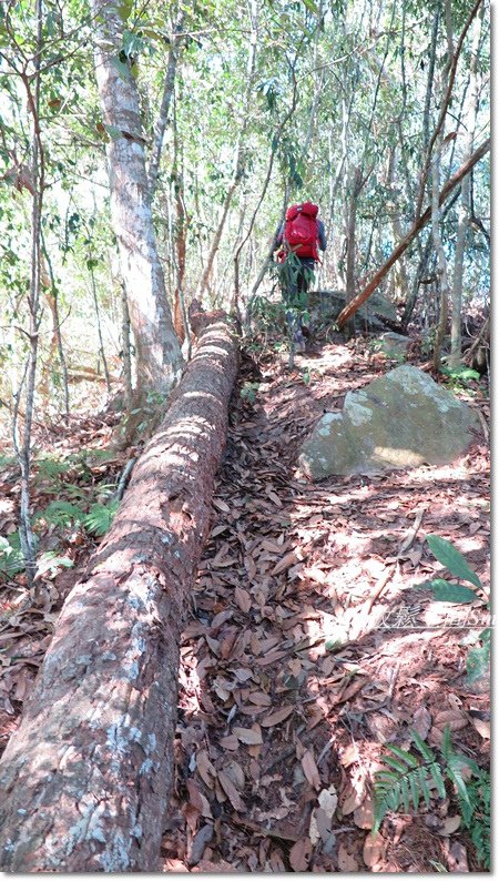 阿冷山-17.JPG