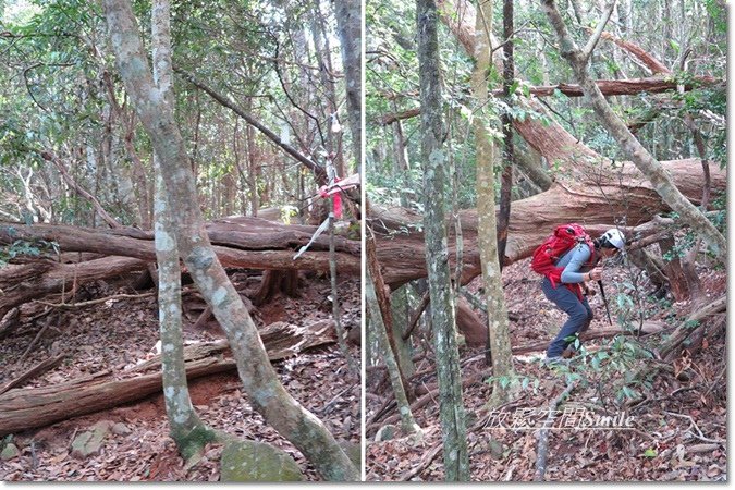 阿冷山-40.jpg