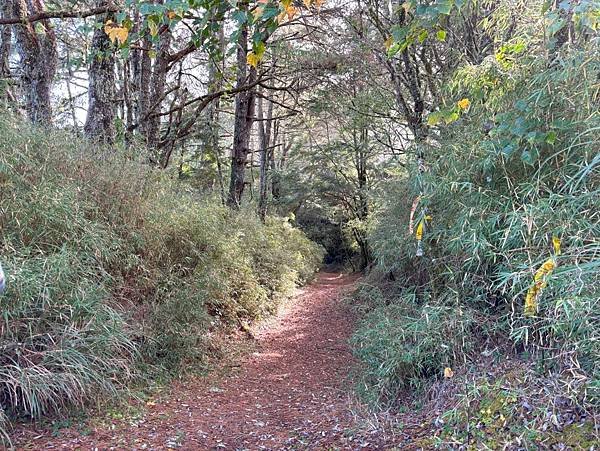 合歡越嶺古道。茆木山