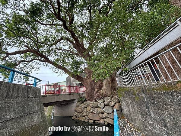 【苗栗|公館】鶴岡神木，樟樹與茄冬樹共生夫妻樹_老樹情懷4
