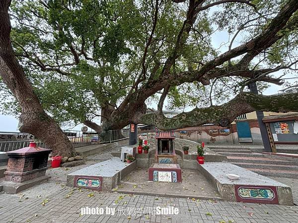 【苗栗|公館】鶴岡神木，樟樹與茄冬樹共生夫妻樹_老樹情懷4