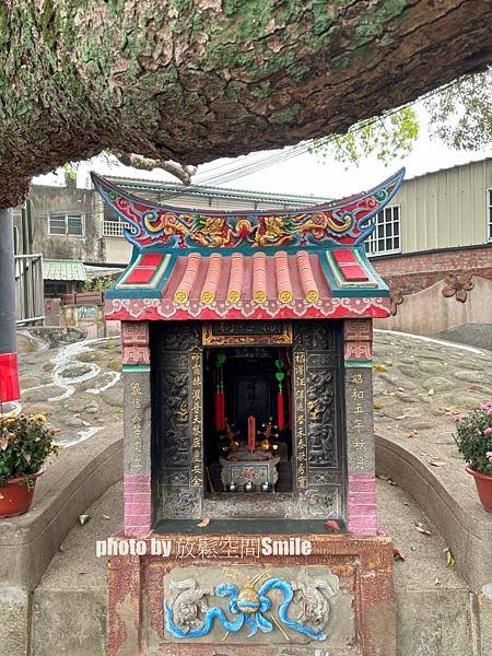 【苗栗|公館】鶴岡神木，樟樹與茄冬樹共生夫妻樹_老樹情懷4