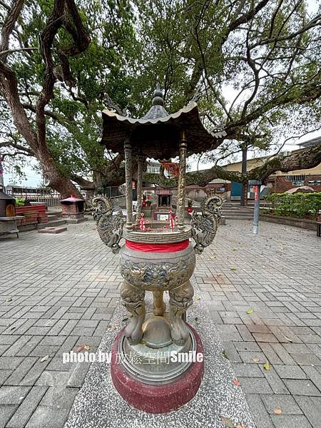 【苗栗|公館】鶴岡神木，樟樹與茄冬樹共生夫妻樹_老樹情懷4