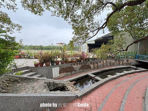 【苗栗|公館】鶴岡神木，樟樹與茄冬樹共生夫妻樹_老樹情懷4