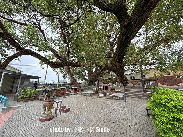 【苗栗|公館】鶴岡神木，樟樹與茄冬樹共生夫妻樹_老樹情懷4