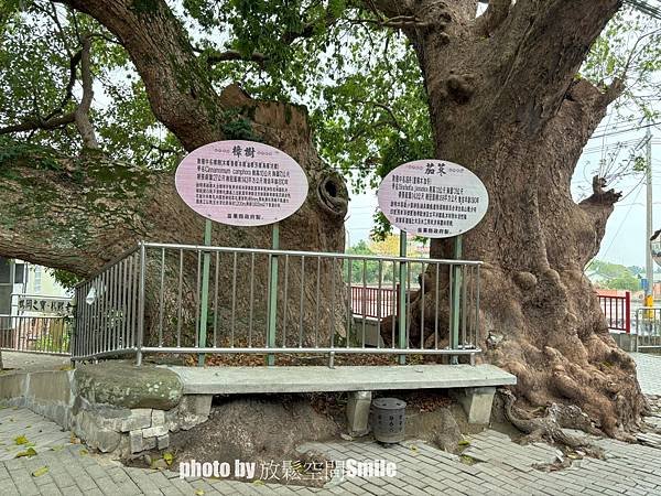 【苗栗|公館】鶴岡神木，樟樹與茄冬樹共生夫妻樹_老樹情懷4