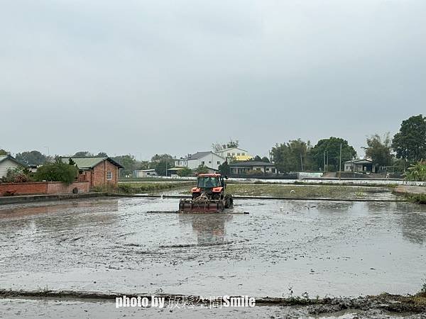 【苗栗|公館】鶴岡神木，樟樹與茄冬樹共生夫妻樹_老樹情懷4