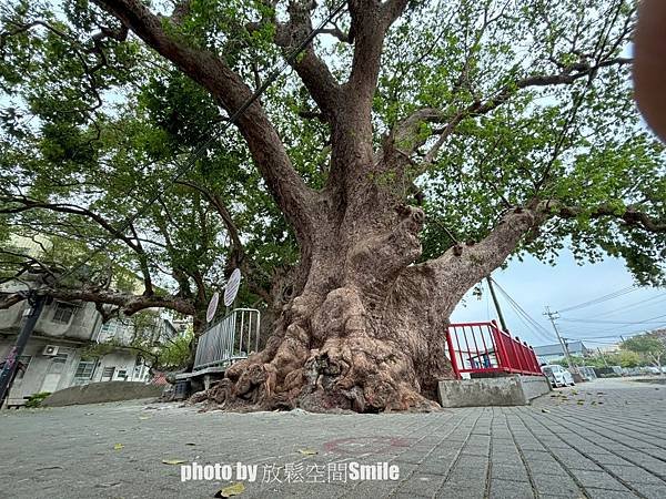 【苗栗|公館】鶴岡神木，樟樹與茄冬樹共生夫妻樹_老樹情懷4