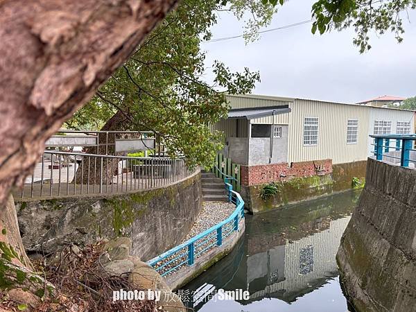 【苗栗|公館】鶴岡神木，樟樹與茄冬樹共生夫妻樹_老樹情懷4