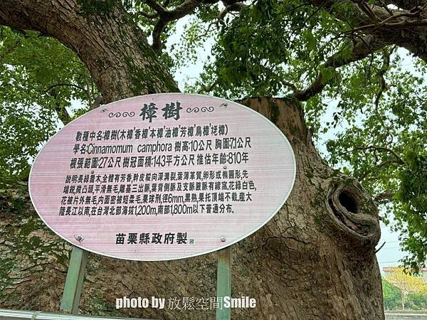 【苗栗|公館】鶴岡神木，樟樹與茄冬樹共生夫妻樹_老樹情懷4