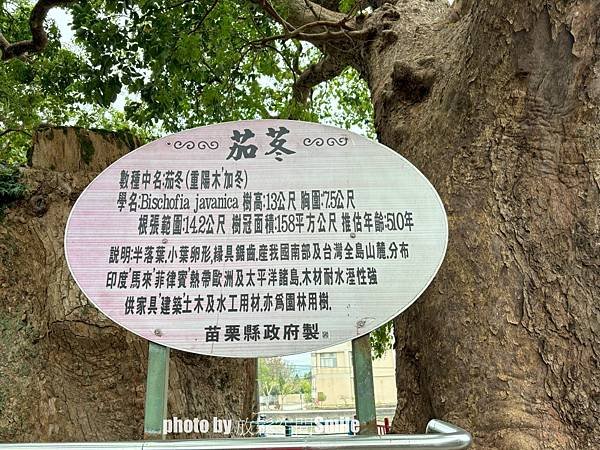 【苗栗|公館】鶴岡神木，樟樹與茄冬樹共生夫妻樹_老樹情懷4