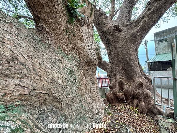 【苗栗|公館】鶴岡神木，樟樹與茄冬樹共生夫妻樹_老樹情懷4