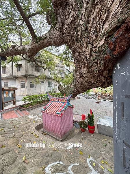 【苗栗|公館】鶴岡神木，樟樹與茄冬樹共生夫妻樹_老樹情懷4