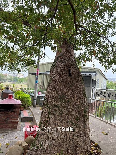 【苗栗|公館】鶴岡神木，樟樹與茄冬樹共生夫妻樹_老樹情懷4