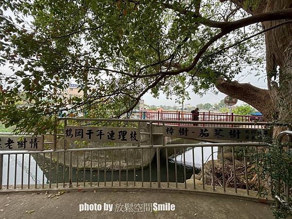 【苗栗|公館】鶴岡神木，樟樹與茄冬樹共生夫妻樹_老樹情懷4