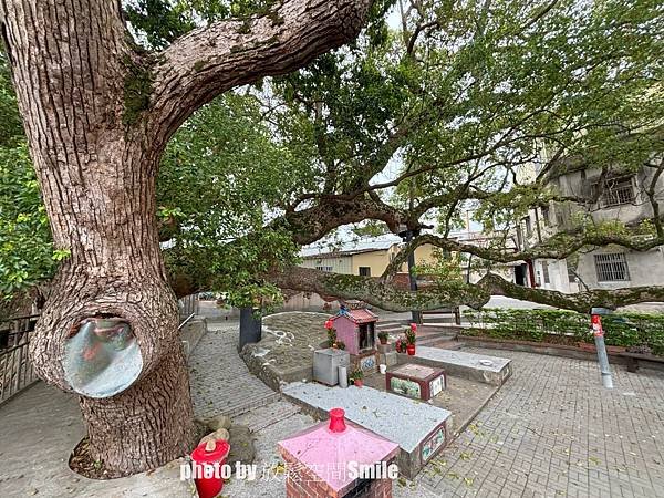【苗栗|公館】鶴岡神木，樟樹與茄冬樹共生夫妻樹_老樹情懷4