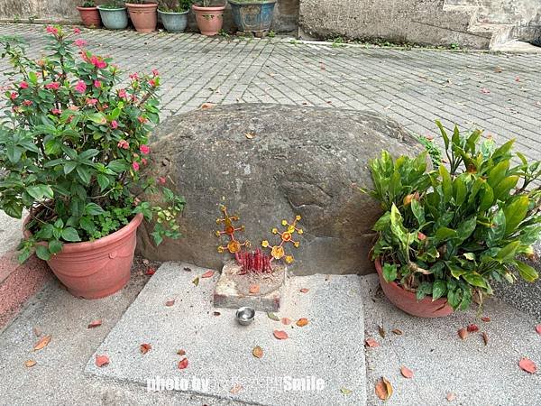 【苗栗|公館】鶴岡神木，樟樹與茄冬樹共生夫妻樹_老樹情懷4