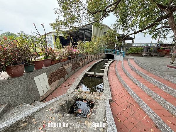 【苗栗|公館】鶴岡神木，樟樹與茄冬樹共生夫妻樹_老樹情懷4