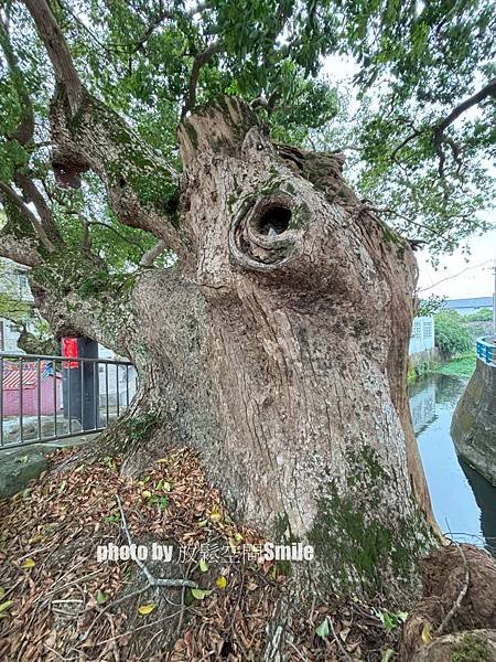 【苗栗|公館】鶴岡神木，樟樹與茄冬樹共生夫妻樹_老樹情懷4
