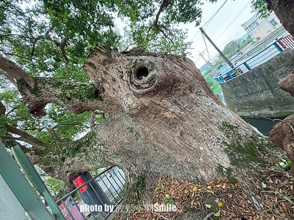 【苗栗|公館】鶴岡神木，樟樹與茄冬樹共生夫妻樹_老樹情懷4