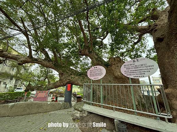 【苗栗|公館】鶴岡神木，樟樹與茄冬樹共生夫妻樹_老樹情懷4