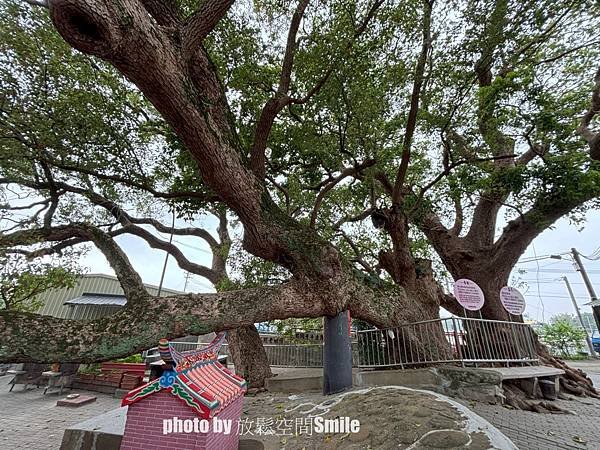 【苗栗|公館】鶴岡神木，樟樹與茄冬樹共生夫妻樹_老樹情懷4
