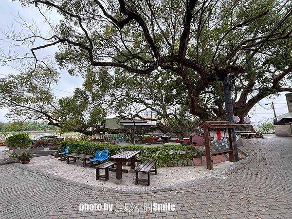 【苗栗|公館】鶴岡神木，樟樹與茄冬樹共生夫妻樹_老樹情懷4