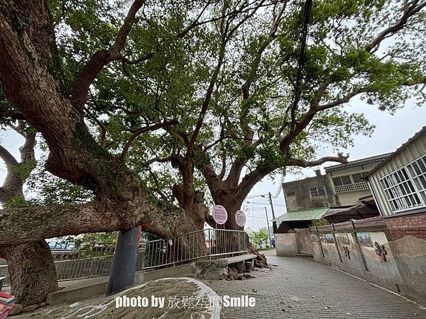 【苗栗|公館】鶴岡神木，樟樹與茄冬樹共生夫妻樹_老樹情懷4