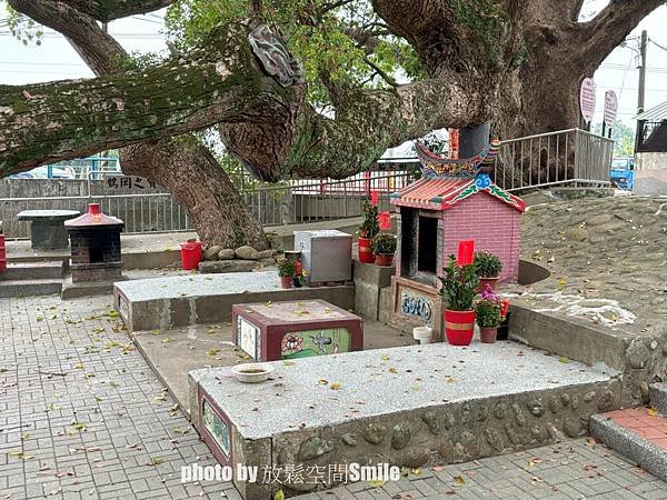 【苗栗|公館】鶴岡神木，樟樹與茄冬樹共生夫妻樹_老樹情懷4